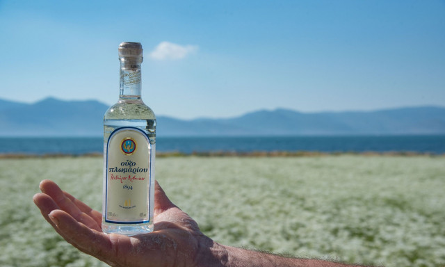 Από τη Γη στο Ποτήρι: Η Διαδρομή του Γλυκάνισου του Ούζου Πλωμαρίου