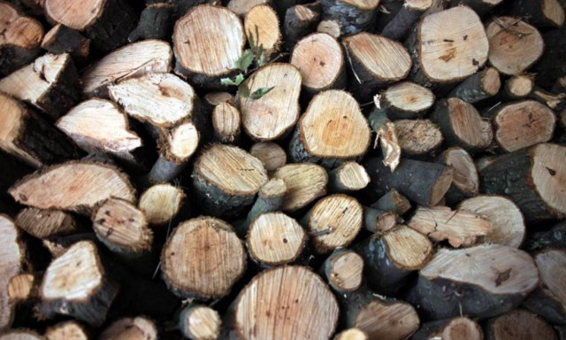 Στη φυλακή 69χρονος και ο γιος του για παράνομη υλοτόμηση στο δάσος της Αρέθουσας