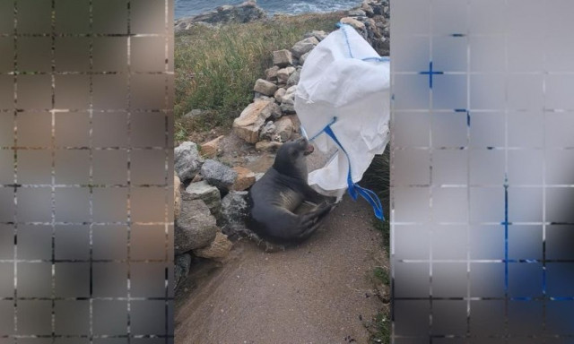 Μύκονος: Φώκια έκανε… βόλτα στη στεριά – Προσπάθεια πολιτών να την οδηγήσουν ξανά στη θάλασσα