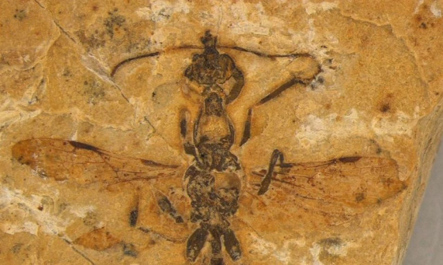 «Μυρμήγκι της κόλασης»: Το προΐστορικό έντομο που έζησε πριν απο 113 εκατ.χρόνια