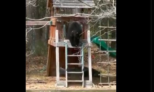 Κονέκτικατ: Παιχνιδιάρα αρκούδα κάνει τσουλήθρα στον κήπο