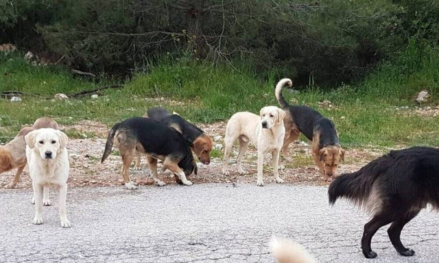 Πάτρα: Επίθεση αγέλης αδέσποτων σκύλων σε 50χρονο