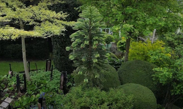 Καρποφόρησε το «δένδρο των δεινοσαύρων» - Είχε εξαφανιστεί για πάνω από 90 εκατ. χρόνια