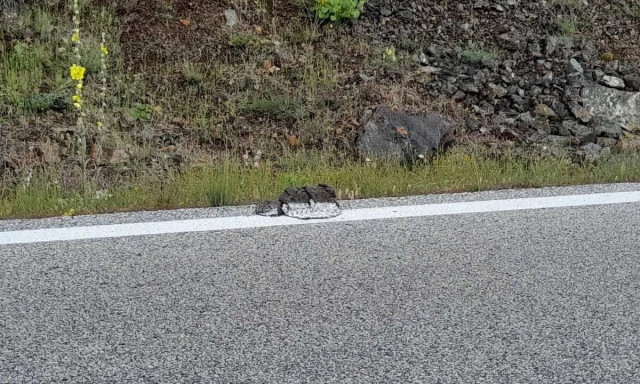 Καρδίτσα: Απίστευτο και όμως ελληνικό - Διαγράμμιση πάνω σε κοπριά