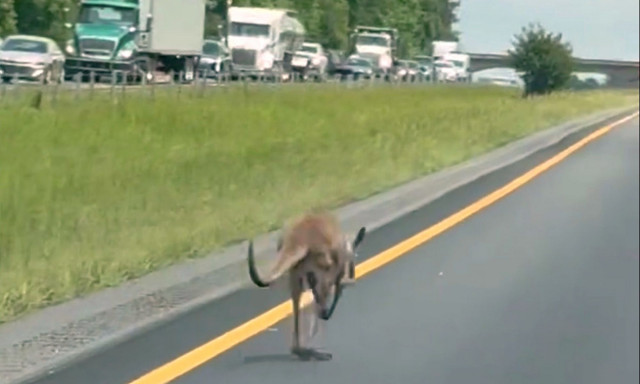 ΗΠΑ: Καγκουρό έκλεισε αυτοκινητόδρομο στην Αλαμπάμα - Επέστρεψε υγιές και ασφαλή στην κατοικία του