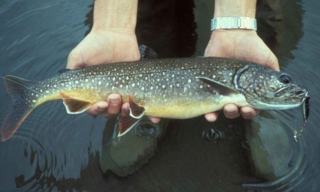 ΗΠΑ: Αποκαταστήθηκε ο πληθυσμός της πέστροφας γλυκού νερού σε μια από τις μεγαλύτερες λίμνες