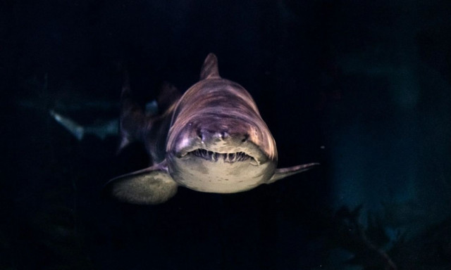 Κάρπαθος: Γιατί βγήκε ο καρχαρίας στην επιφάνεια και πόσα εκατομμύρια χρόνια ζει στην Ελλάδα