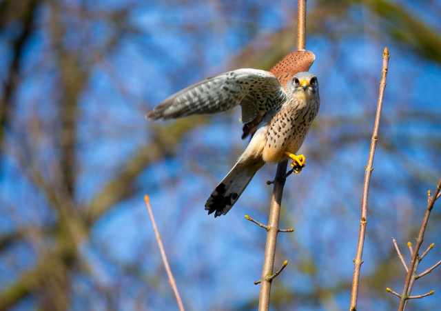 Ξάνθη: Αντιδρούν φιλόζωοι με την απόφαση να επιστρατευθούν γεράκια για να απομακρύνει τα περιστέρια