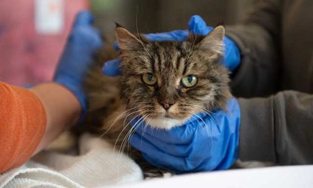 ΗΠΑ: «Επτάψυχη» γάτα επέζησε μετά τη μοιραία πτώση ζευγαριού πεζοπόρων σε φαράγγι βάθους 115 μέτρων