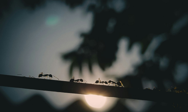 Τα μυρμήγκια «ξυπνούν»: Πώς να τα κρατήσετε μακριά από το διαμέρισμά σας