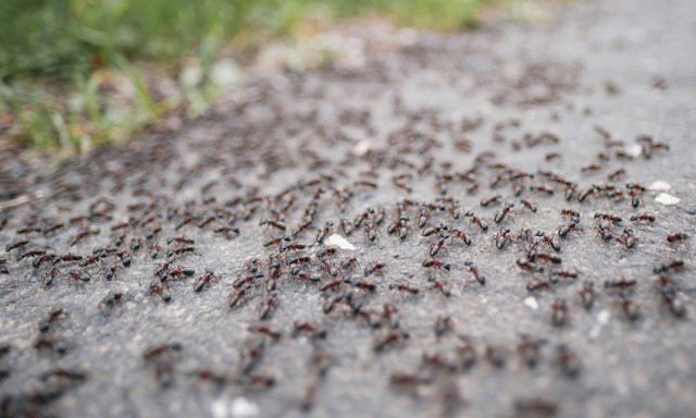 Πώς να αποφύγετε τα μυρμήγκια στο σπίτι