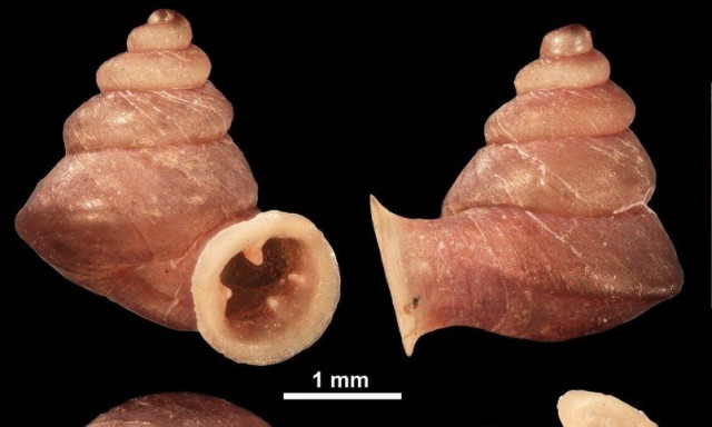 Ανακαλύφθηκε νέο είδος σαλιγκαριού - Είναι μικροσκοπικό και πήρε το όνομα του Πικάσο