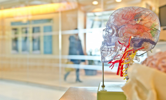 Βρέθηκε η περιοχή του εγκεφάλου που ρυθμίζει τη συνειδητή αντίληψη