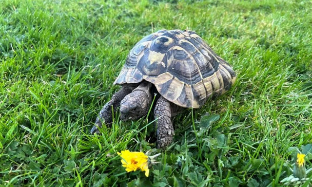 Χελώνα που αγνοούνταν για εννέα μήνες βρέθηκε 1,5 χιλιόμετρο από το σπίτι της