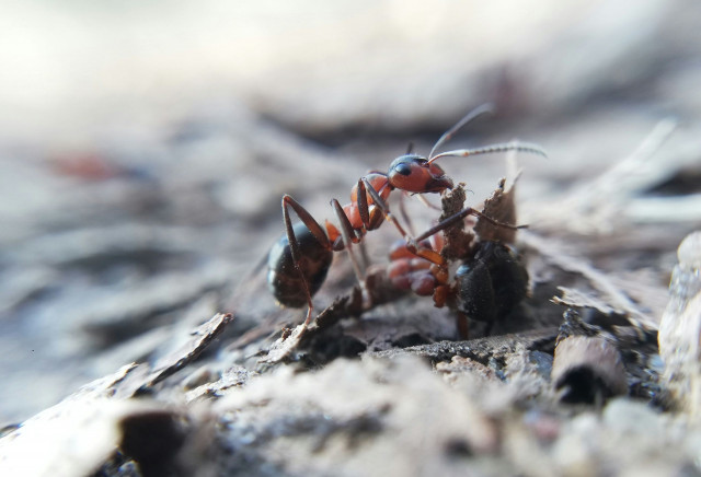 Μυρμήγκια στη γλάστρα: Αυτό είναι το μπαχαρικό που θα απομακρύνει τα ενοχλητικά έντομα από τα φυτά
