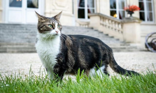 Γαλλία: Μήπως οι γάτες κυβερνούν τον κόσμο; Δείτε τον πιο γλυκό διπλωμάτη του υπουργείου Εξωτερικών