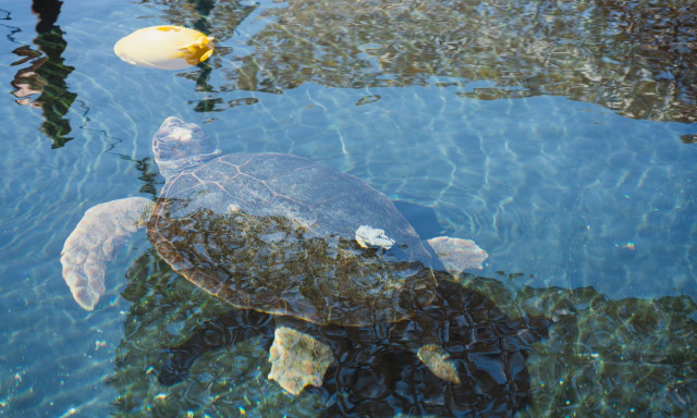 Γιορτή της Χελώνας για παιδιά 2025: Η μεγάλη περιπέτεια του Τρίτωνα