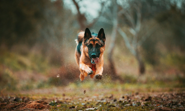 Πώς έγινε η επίθεση του σκύλου της οικογένειας Τσιτσιπά στη Βουλιαγμένη