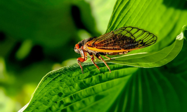Η «Ανάσταση» των κόκκινων τζιτζικιών: Έρχονται μετά από 17 χρόνια «κρυμμένα» κάτω από τη γη