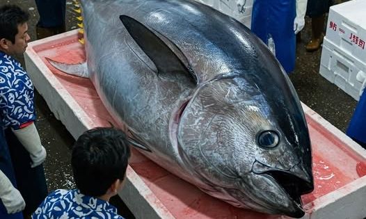 Ιαπωνία: Ο πιο ακριβός τόνος του κόσμου - Το εξωφρενικό ποσό για το οποίο πωλήθηκε