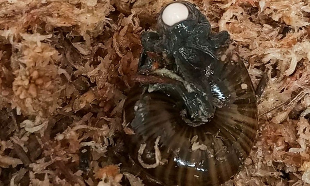 Νέα Ζηλανδία: Σπάνιο σαλιγκάρι βιντεοσκοπήθηκε για πρώτη φορά να γεννά αυγό από το λαιμό του