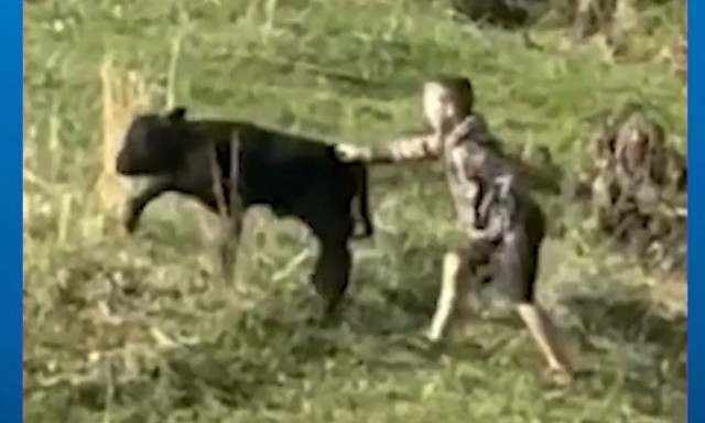 Η στιγμή που 9χρονος έσωσε μικρό μοσχάρι που είχε κολλήσει σε ρυάκι - Δείτε βίντεο