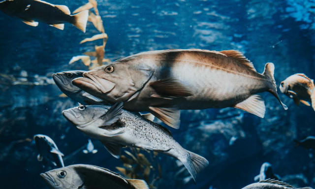 Φόβος και τρόμος οι σολομοί «ζόμπι» - Ανησυχία στην Ισλανδία, προειδοποίηση κι από την Μπγιορκ