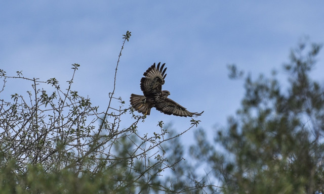 Δένδιας: «Ποια υποστελέχωση; Έχουμε 158 κτηνιάτρους για 549 σκυλιά, 6 άλογα και 10 γεράκια»