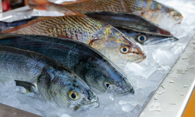 Οι ειδικοί προειδοποιούν: Μην καταναλώσετε αυτά τα ψάρια - Είναι γεμάτα υδράργυρο