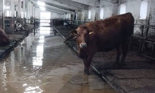 Ανεμοστρόβιλος σάρωσε αγρόκτημα στις ΗΠΑ - Νεκρές αγελάδες