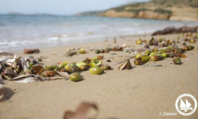 Καρποί Ποσειδωνίας: Τι είναι το σπάνιο φαινόμενο που εμφανίστηκε στις ελληνικές ακτές
