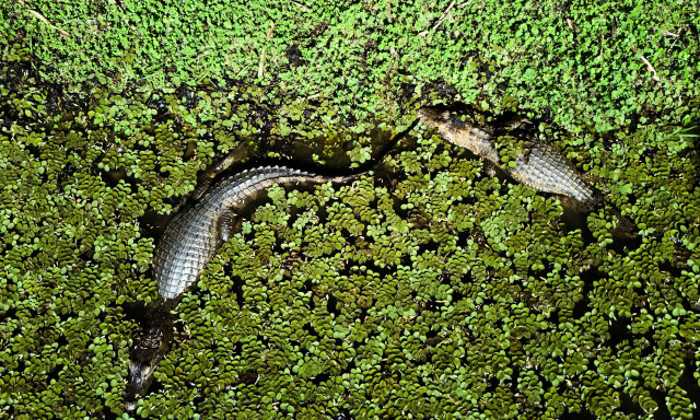 Αμαζόνιος: 36 ώρες αγωνίας - Αεροπλάνο πέφτει σε βάλτο με κροκόδειλους - Συγκλονιστικές περιγραφές