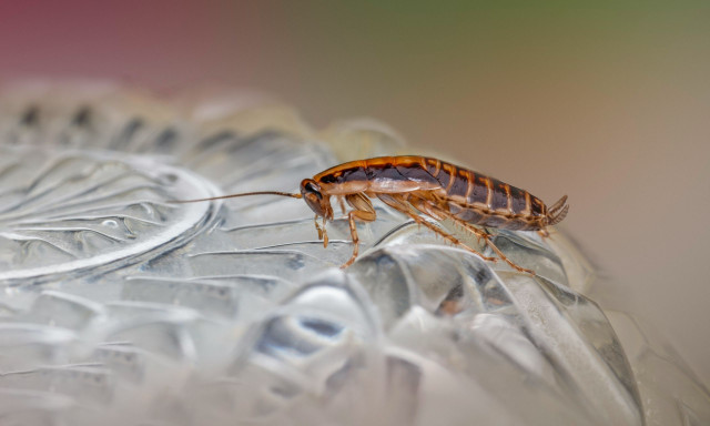 Κατσαρίδες: Το αντικείμενο που έχουμε όλοι στα σπίτια μας και τις προσελκύει