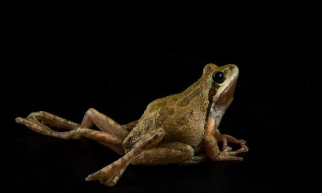 ΗΠΑ: Τρόμος στις λίμνες - Κάτι περίεργο συμβαίνει με τα βατράχια