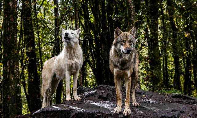 Λύκοι στην Πάρνηθα: «Επικίνδυνη η ''εξορία'' τους» - Τι λέει ο Διευθυντής της «Καλλιστώ»