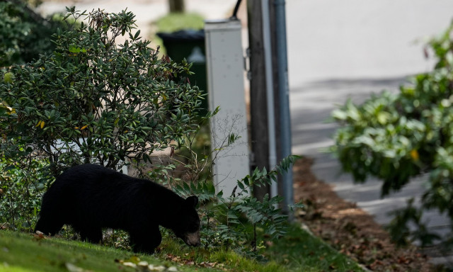 Φλόριντα: Φριχτό τέλος για 89χρονο - Τον κατασπάραξε μαύρη αρκούδα, η ζοφερή ανακάλυψη