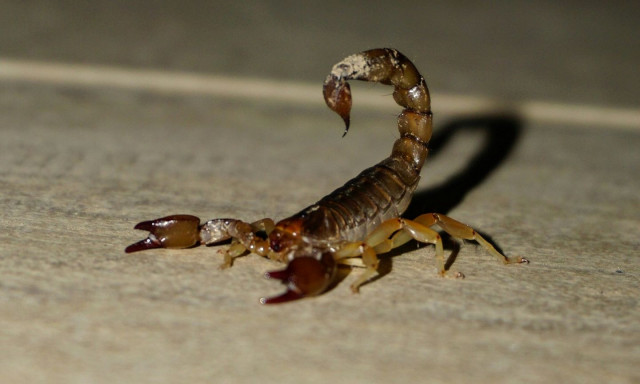 Τρίκαλα: Σκορπιός τσίμπησε δημοτικό υπάλληλο κατά τη διάρκεια εργασιών - Τον έσωσε συνάδελφος