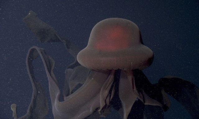 Γιγάντιες μέδουσες - φαντάσματα εντοπίστηκαν να κολυμπούν κάτω από ένα αποκολλημένο παγόβουνο