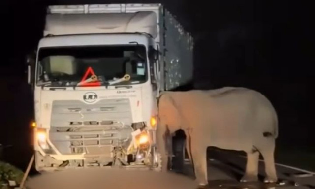 Μαλαισία: Νεκρό ελεφαντάκι κάτω από φορτηγό - 5 ώρες η μητέρα του προσπαθούσε να το σώσει