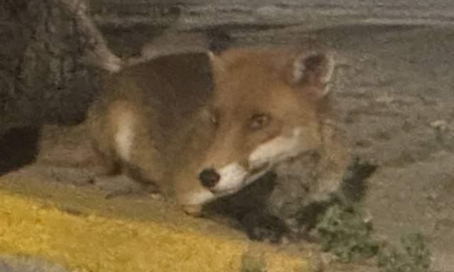 Η αλεπού-μασκώτ της Νέας Ερυθραίας: Την ταϊζουν τα εστιατόρια και είναι πιο φιλική από γάτα