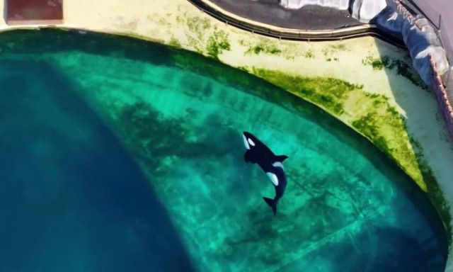 Γαλλία: Θλιβερές εικόνες - Αργοπεθαίνουν φάλαινες και δελφίνια μέσα σε εγκαταλελειμμένο πάρκο