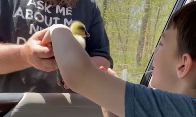 Μητέρα έκανε έκπληξη στον γιο της έξι μικρές χήνες - Έναν μήνα νωρίτερα είχε χάσει την δική του