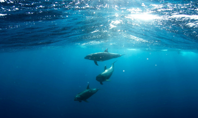 «Όσο πιο κοντά θα βρεθούμε ποτέ στους εξωγήινους»: Μπορεί η AI να κατανοήσει την γλώσσα των ζώων;
