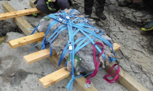 Βρέθηκε μωρό δεινόσαυρος σε μέγεθος σκύλου μετά από 166 εκατομμύρια χρόνια