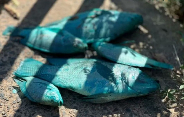 Μπλε ζώα στη Βραζιλία; Δεν πρόκειται για τεχνητή νοημοσύνη, αλλά για χημική καταστροφή - Βίντεο