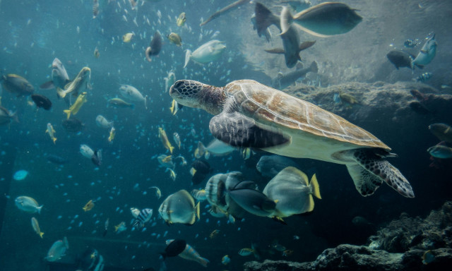 Χανιά: Σκότωσαν και διαμέλισαν χελώνα caretta-caretta επειδή τη θεωρούσαν... επιθετική