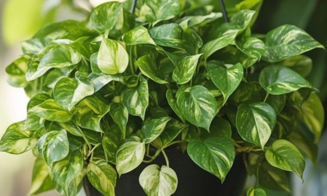 Αυτά είναι τα τρία φυτά που πολλαπλασιάζονται εύκολα στο νερό