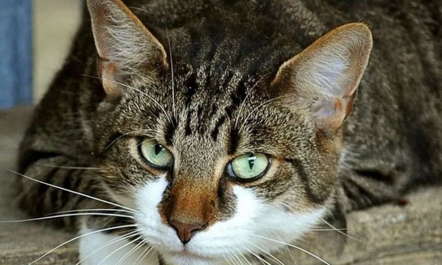 Γάτα...την κοπάνησε από τον κτηνίατρο και γύρισε στην αγαπημένη της καρέκλα