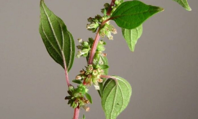 Αυτό το αγριόχορτο επιδεινώνει τις αλλεργίες - Επηρεάζει έξι στους δέκα ανθρώπους