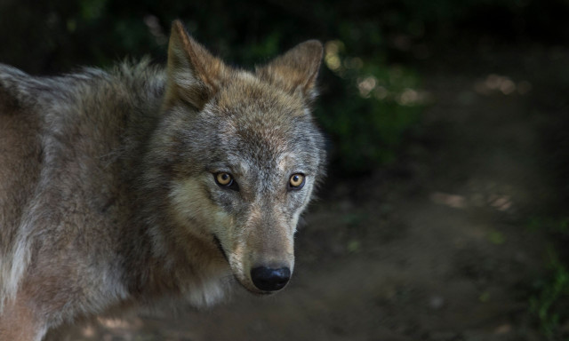 Αρκτούρος: 5 μύθοι και αλήθειες για τον λύκο στην Πάρνηθα - Τι προτείνει η περιβαλλοντική οργάνωση